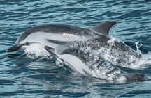Dolphin watching with marine biologists in Lagos