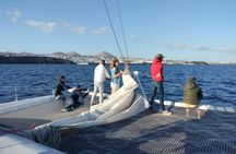 Lanzarote whale and dolphin watching experience