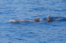 3-island Dodecanese cruise with lunch from Kos