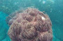 Madeira half-day coasteering tour