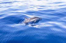 Mauritius dolphin watching cruise and Casela Nature Parks admission