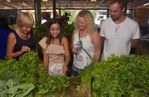Morning Thai cooking class in Khao Lak with visit to the local market