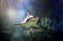 Sea Life Brighton entrance tickets