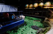 Sea Life Brighton entrance tickets