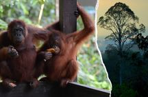 Semenggoh Wildlife and Annah Rais Bidayuh Longhouse tour