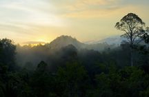 Semenggoh Wildlife and Annah Rais Bidayuh Longhouse tour