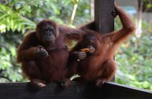 Semenggoh Wildlife and Annah Rais Bidayuh Longhouse tour