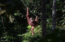 Semenggoh Wildlife and Annah Rais Bidayuh Longhouse tour