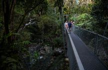 Daintree and Cape Tribulation guided tour with meal