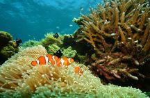 Great Barrier Reef catamaran cruise with lunch