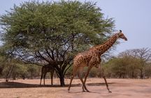 Half-day Bandia reserve safari from Pointe Sarène