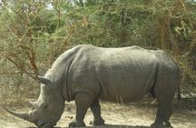 Bandia safari and Baobab adventure from Pointe Sarène