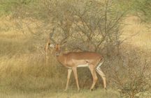 Bandia safari and Baobab adventure from Pointe Sarène