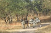 Bandia safari and Baobab adventure from Pointe Sarène