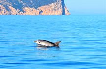 Dolphin watching by dinghy to Figarolo island from Olbia