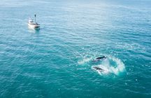 Húsavík original whale and dolphin watching tour