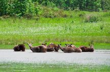 Guided Khao Yai National Park tour from Bangkok