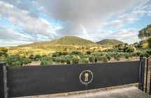 Visit to an olive grove with wine tasting in Maiorca