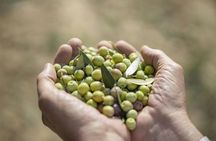 Visit to an olive grove with wine tasting in Maiorca
