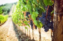 Wine or beer tour in the Gorges du Verdon
