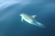 Dolphin-watching boat tour from Sesimbra