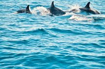Dolphin-watching boat tour from Sesimbra