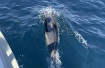 Dolphin-watching boat tour from Sesimbra