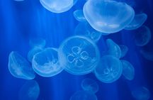 Aquarium of Genoa tickets with panera tasting experience