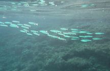 Balai Bay snorkeling experience from Porto Torres
