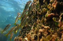 Balai Bay snorkeling experience from Porto Torres