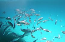 Tavolara protected area snorkeling experience from San Teodoro