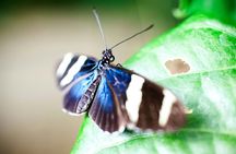 Selvatura Park Zipline & Butterfly Garden Tour