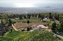 Ecological vineyard guided tour with wine tasting