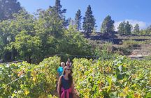 Ecological vineyard guided tour with wine tasting