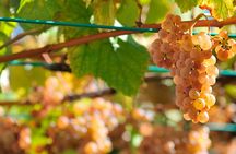Rias Baixas tour from Santiago de Compostela