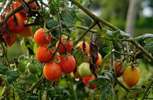 Re Fiascone tomato experience