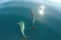 Asinara full day sailboat excursion from Stintino