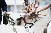 Husky Park and Reindeer Farm Combo by Minibus
