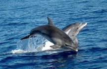 Alghero dolphin experience and guided snorkeling tour