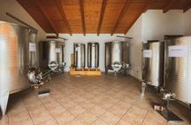 Alghero wine and food experience in a winery