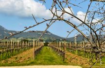 Vineyard walk and wine tasting with aperitif in Alghero