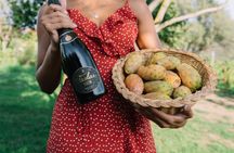 Guided winery tour and tasting in Olbia
