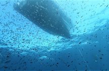Half-day diving excursion in the Protected Marine Area of Tavolara