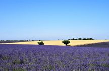 Lavender tour to Valensole from Marseille