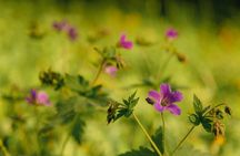 Oslo wildlife forest hiking tour