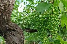 Villa Bogdano 1880 Guided Tour with Wine Tasting