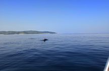 Speedboat day tour from Hvar to the Blue Cave and island Vis