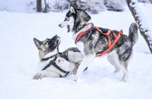 5 km Self-Driven Husky Sled Adventure in Rovaniemi