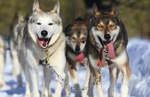 10 km Self-Driven Husky Sled Adventure in Rovaniemi