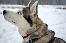 10 km Self-Driven Husky Sled Adventure in Rovaniemi